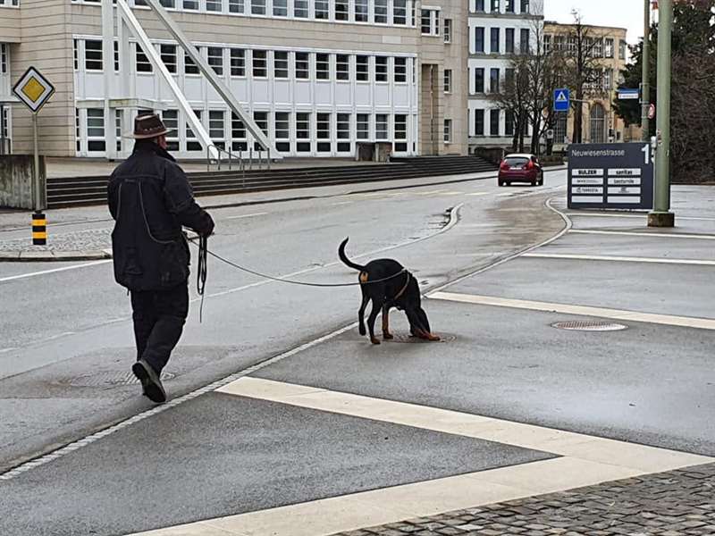 Hund bei der Fährtenarbeit